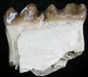 Oligocene Horse (Mesohippus) Jaw Section #25048-2